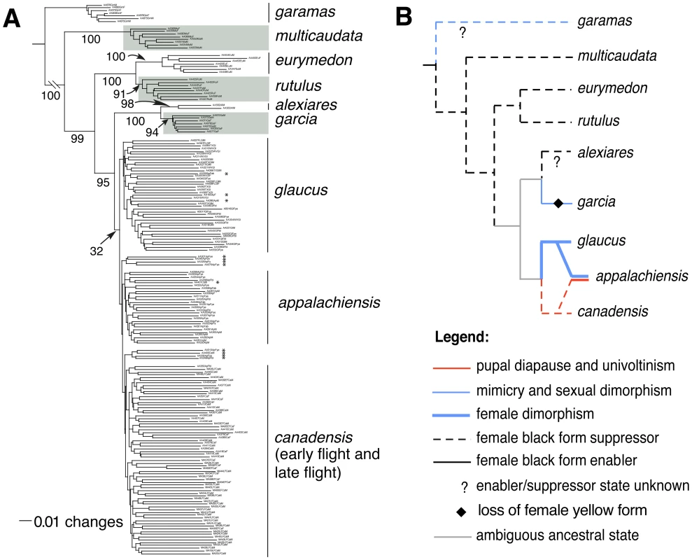 Phylogenetic relationships and character evolution among tiger swallowtails.