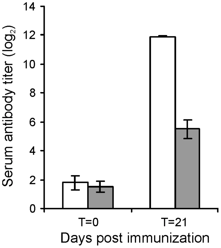 Serum antibody titer against <i>R. equi</i> of 3 to 5-week-old foals (n = 3) at day of intratracheal challenge (T = 0 days) and 3-weeks post-challenge (T = 21 days) with mutant <i>R. equi</i> RE1Δ<i>ipdAB</i> (7.1×10<sup>6</sup> CFU; grey bars) or wild type RE1 (4.3×10<sup>6</sup> CFU; white bars).