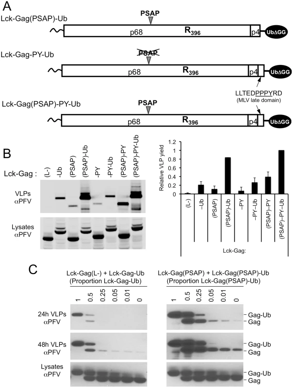 Synergy between a PSAP motif and ubiquitin during viral budding and effect of Gag-ubiquitin levels on particle release.