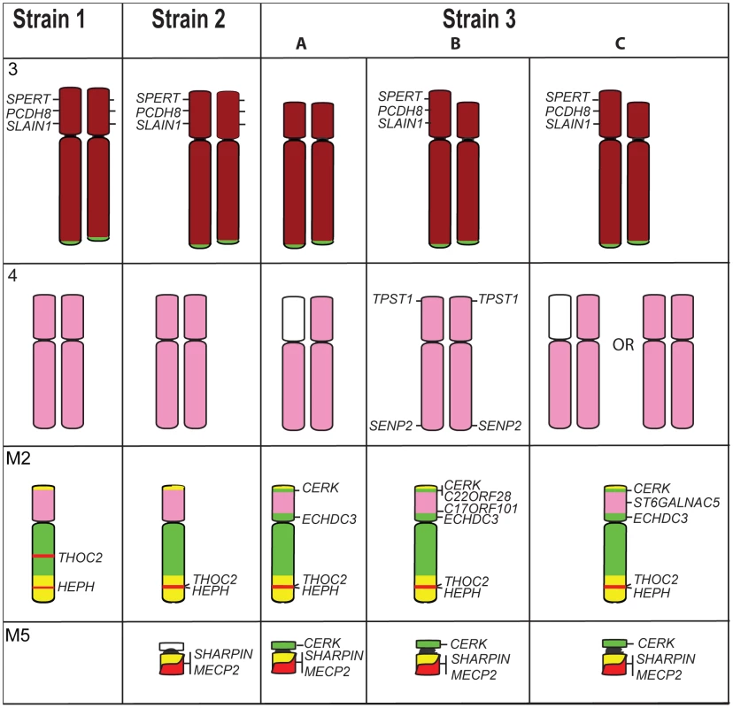 Differences detected by gene mapping among Strains 1, 2, and the three different Strain 3s.