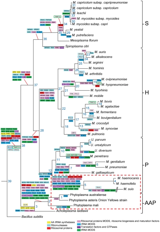 Reconstruction of the evolution of translation-related gene set in mollicutes.