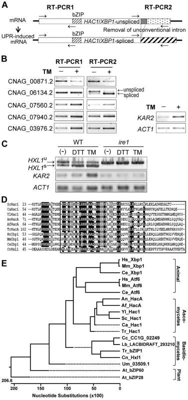 Identification of a novel Ire1-dependent bZIP transcription factor, Hxl1, in <i>C. neoformans</i>.