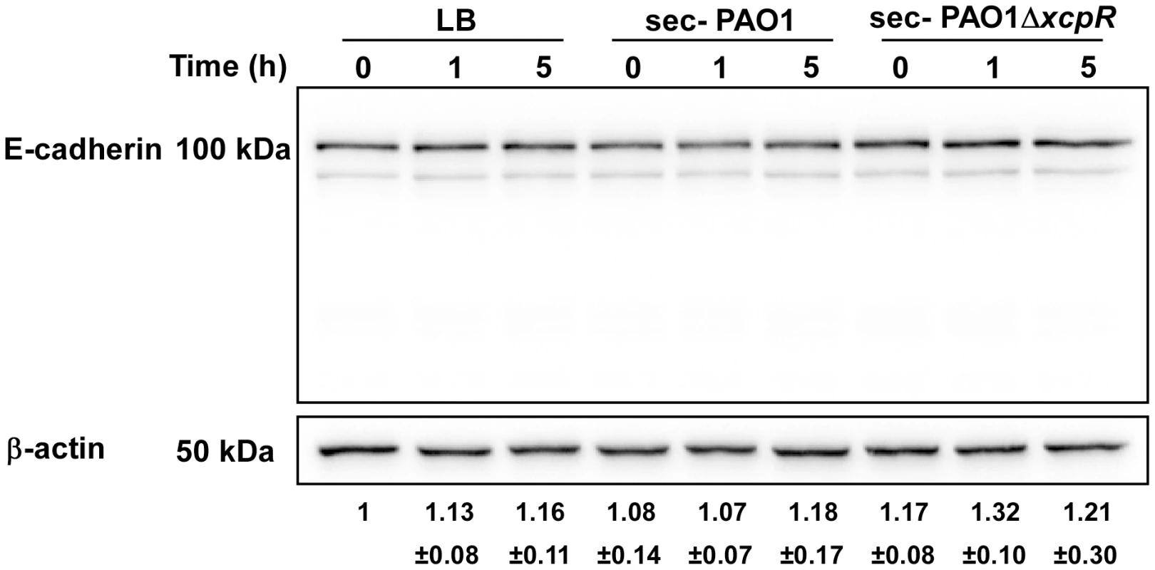 E-cadherin is resistant to LasB proteolysis.