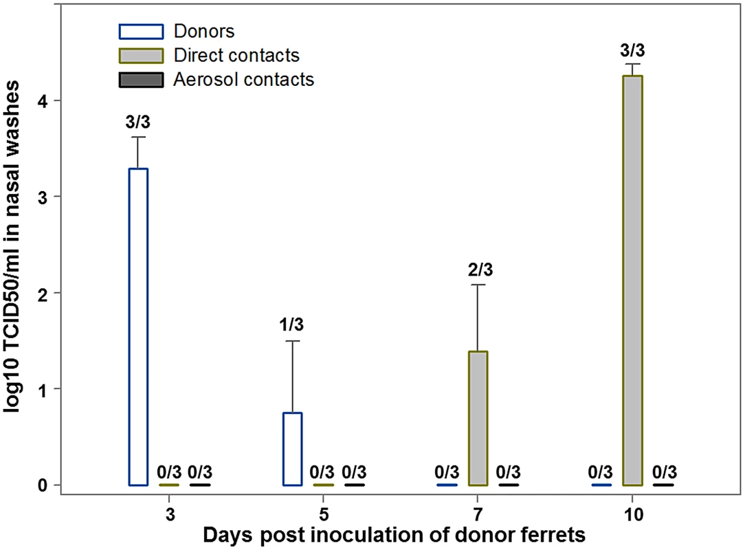 Replication of C/OK virus in ferrets challenged intranasally (donors) or exposed by direct or aerosol contact.