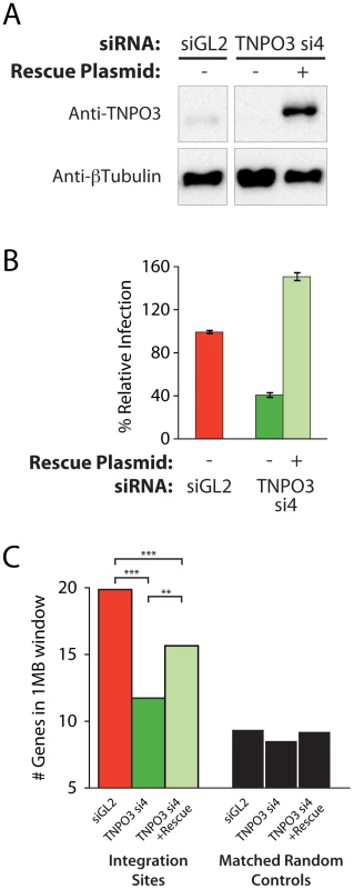 Transfection of a Transportin-3 allele insensitive to TNPO3 si4 restores protein expression, HIV infectivity, and partially restores wild-type HIV integration site distributions.