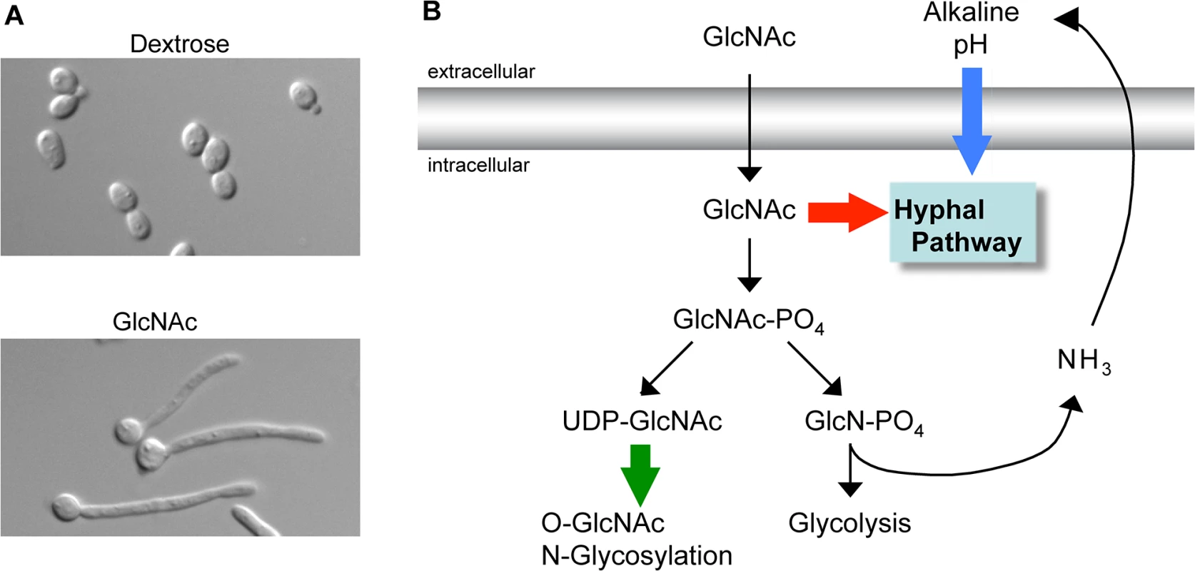 GlcNAc signaling pathways.