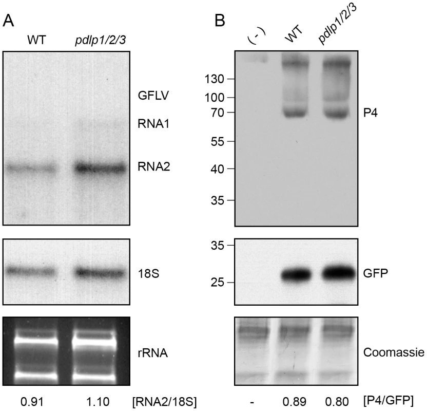 Genetic disruption of multiple <i>PDLP</i> genes does not affect GFLV and CaMV replication.