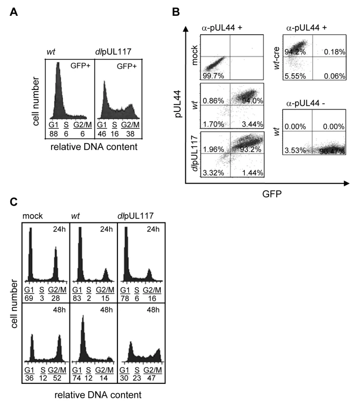 pUL117 was required to block host DNA synthesis of HCMV-infected cells at late times during infection.