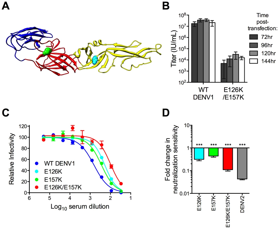 Combined effect of DENV1 mutations E126K/E157K on the neutralization potency of DENV1 immune serum.