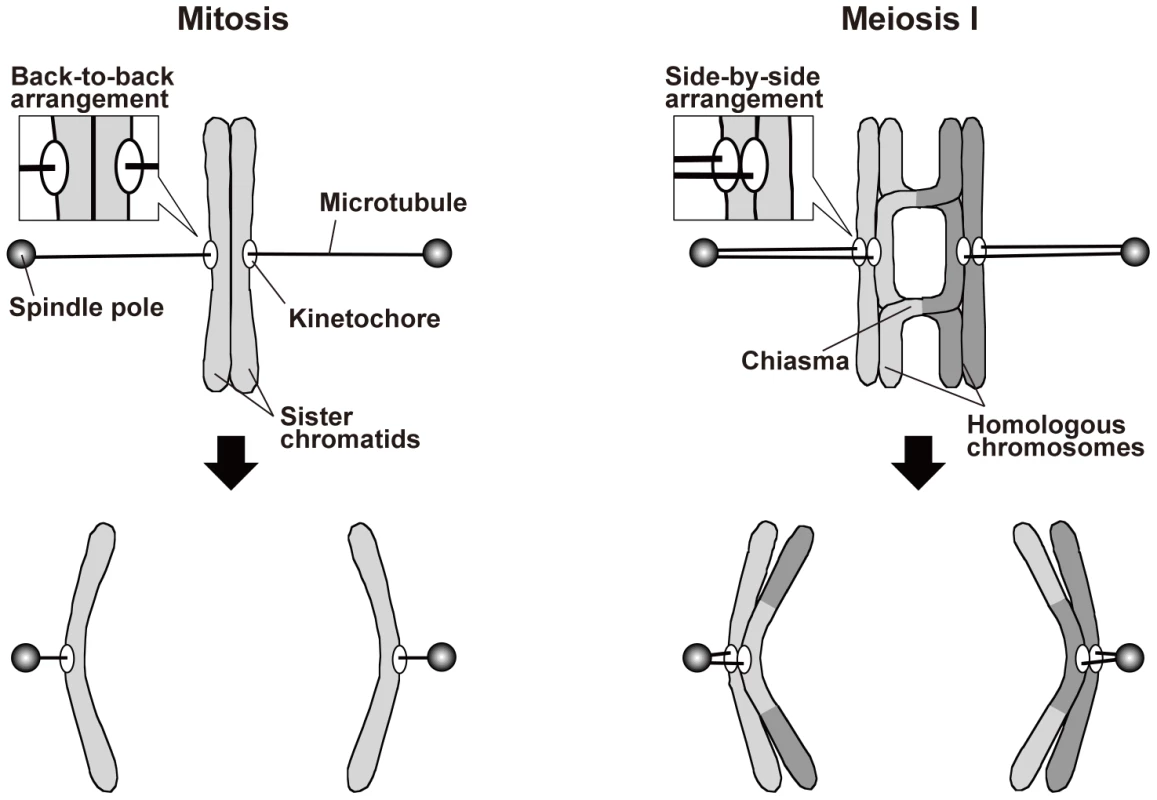 Spindle attachment of chromosomes and their segregation during mitosis and meiosis I.