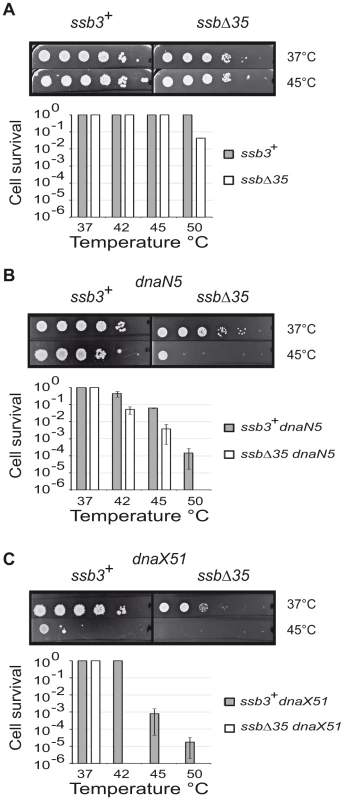 The SSB<sub>Cter</sub> is crucial for the rescue of arrested DNA replication forks.