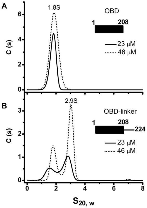 Oligomerization of the OBD domain is induced by the interdomain linker.