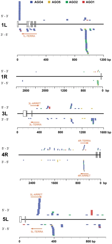 Distribution of Argonaute-associated siRNAs in telomere-adjacent regions.