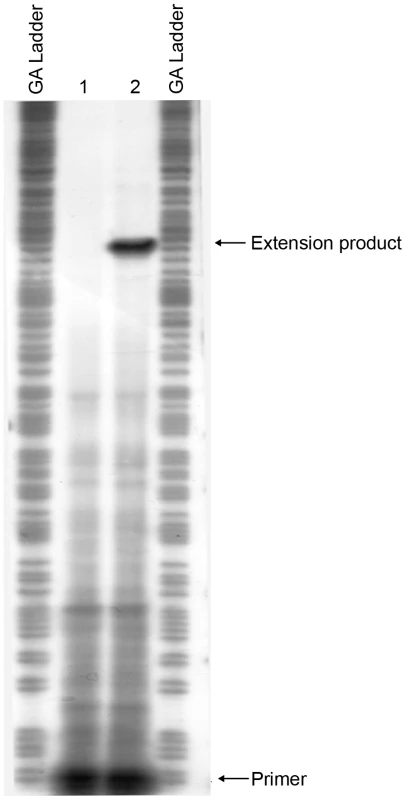 Mapping the start site of transcription of the <i>mrkA</i> promoter by primer extension.