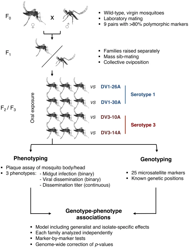 Schematic of the experimental strategy used to perform QTL mapping in an outbred &lt;i&gt;Ae. aegypti&lt;/i&gt; population exposed to different dengue virus serotypes/isolates.
