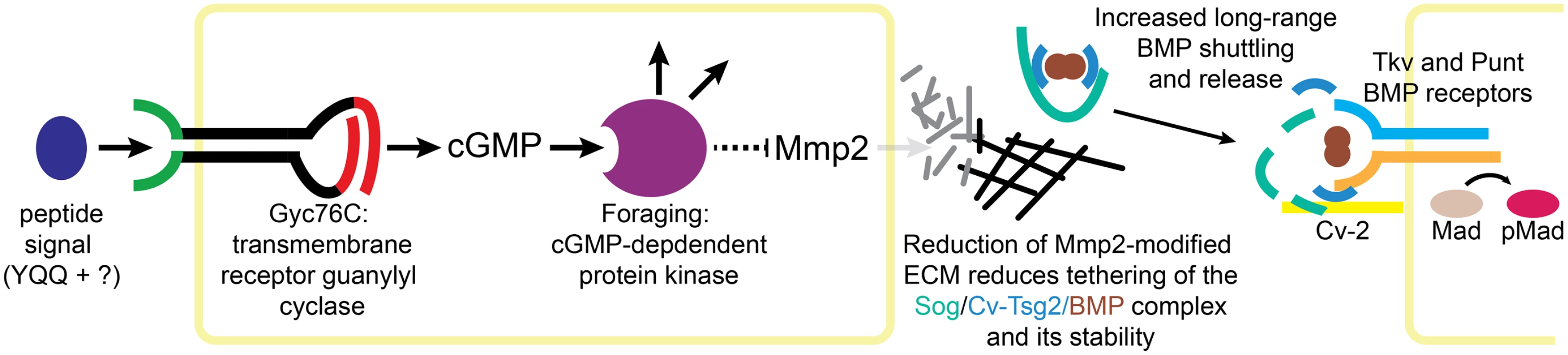 Model of Gyc76C and For in Mmp2-mediated ECM organization and BMP signaling.