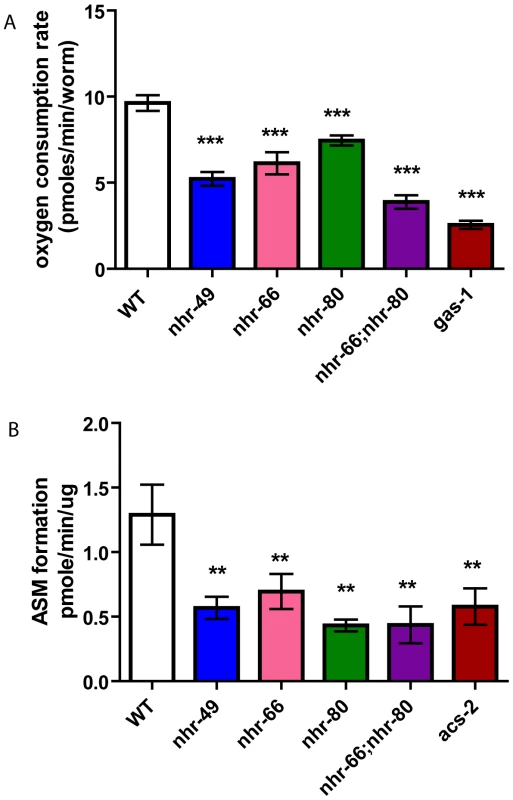 <i>nhr-49</i> animals have reduced basal oxygen consumption rates and reduced beta-oxidation.