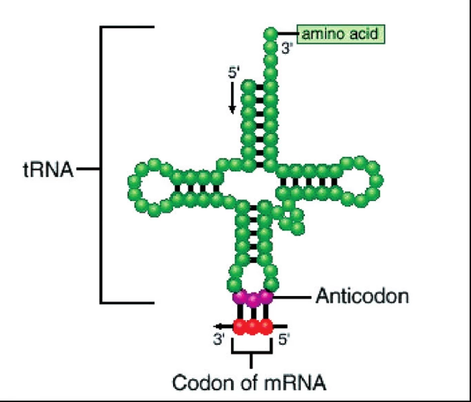 Antikodon t-RNA (růžově), na který se váže kodon mRNA (červeně)
