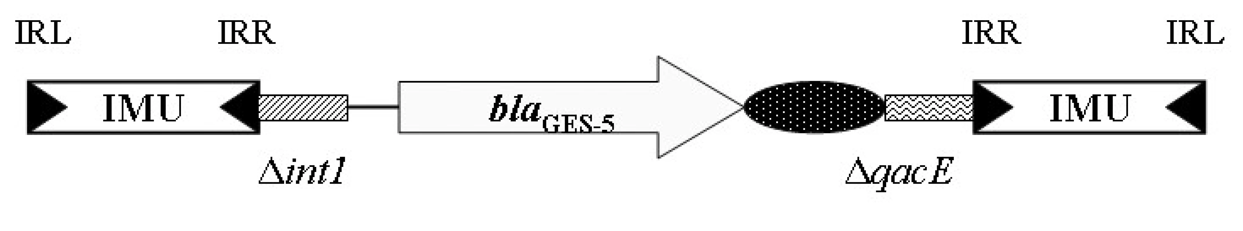 Jednotky mobilizující integron (IMU) v souvislosti
s genem β-laktamázy GES-5. Podle [48].
&lt;b&gt;Fig. 9. &lt;/b&gt;Integron mobilization unit (IMU) as a source of mobility
of the beta-lactamase gene GES-5. According to [48].