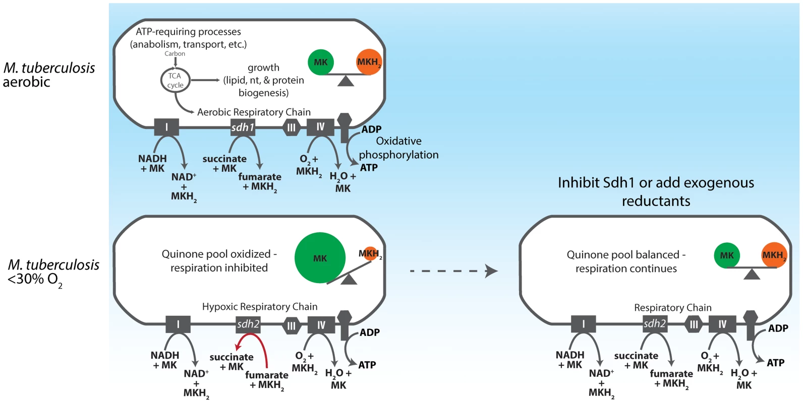 Model for redox control of respiration in <i>M. tuberculosis</i>.