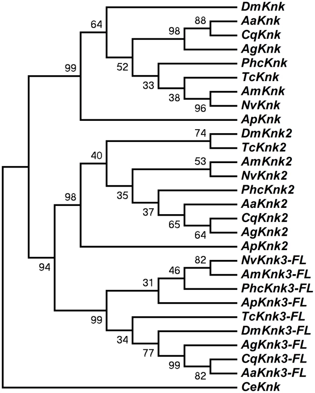 Phylogenetic analysis of insect TcKnk2 and TcKnk3.