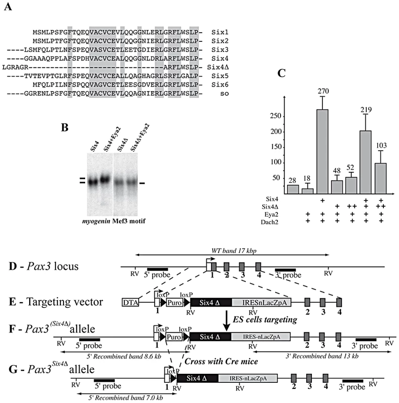 Targeting of a sequence encoding dominant negative Six4 into the <i>Pax3</i> locus.