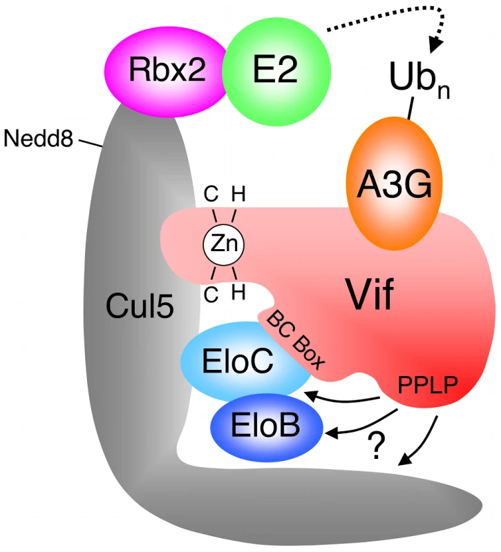 HIV-1 Vif forms an E3 complex to promote the degradation of A3G.
