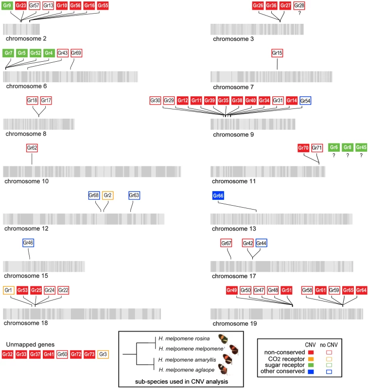 Copy-number variant (CNV) analysis of <i>Grs</i> in the <i>H.</i> <i>melpomene</i> genome.
