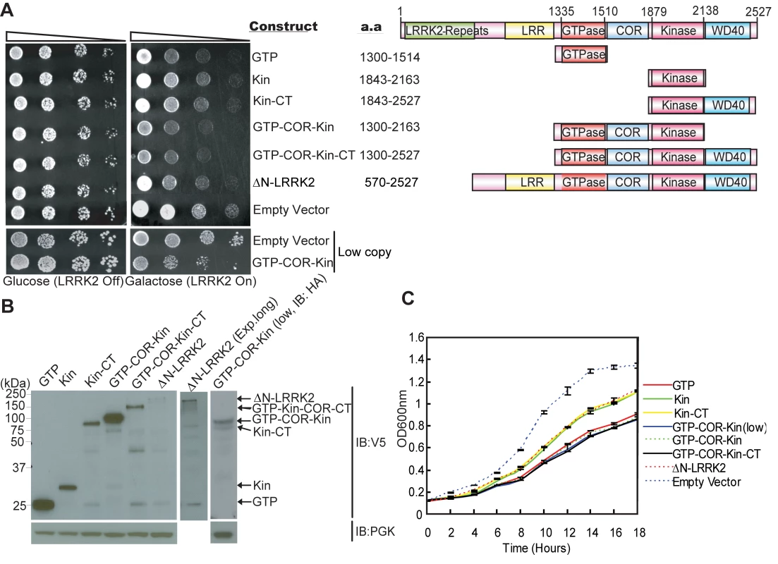 Expression of LRRK2 domain fragments reduces the viability of yeast.