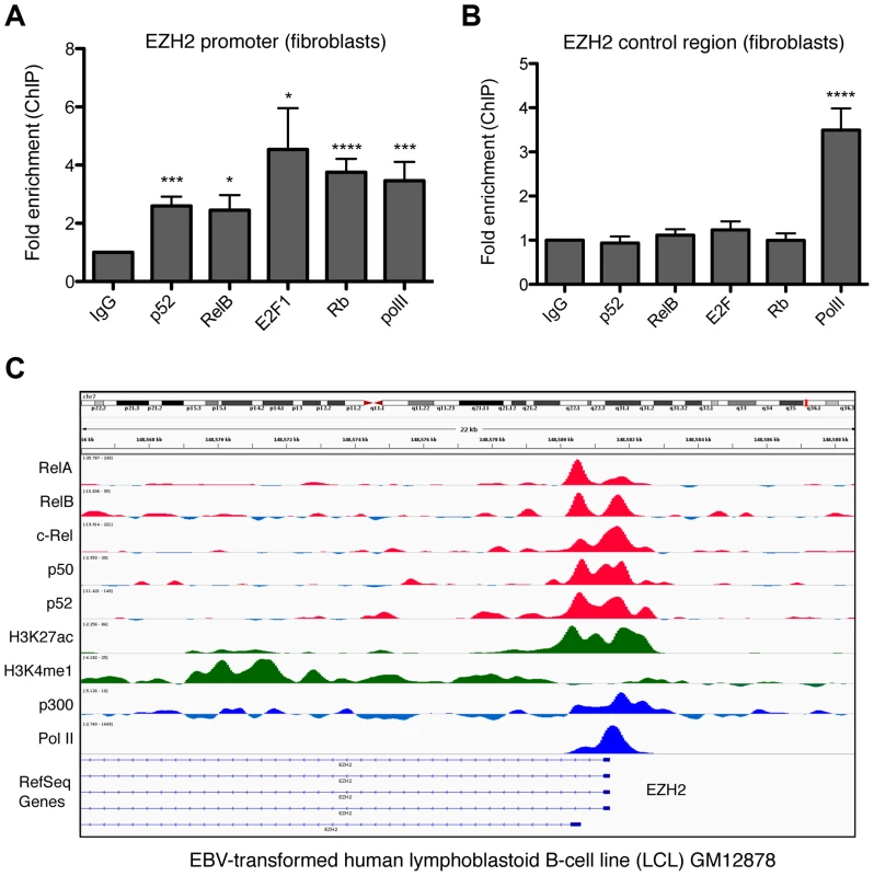 NF-κB subunits bind the EZH2 promoter in fibroblasts and B-cells.
