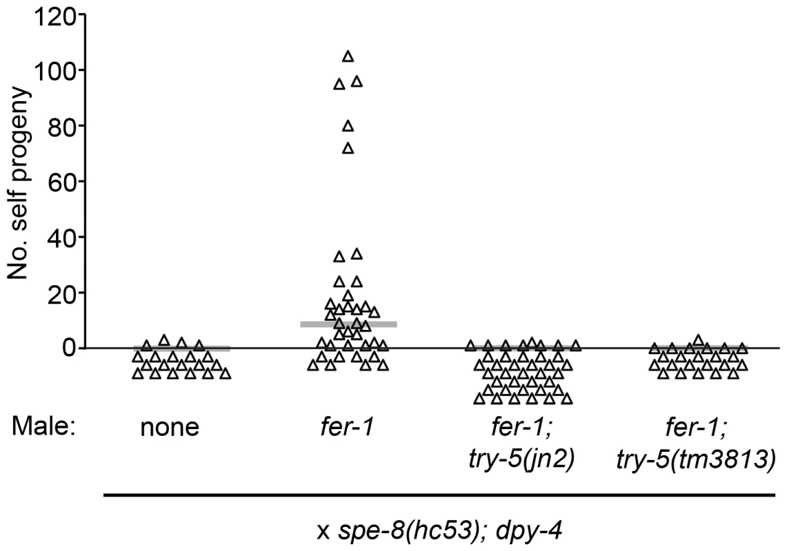 TRY-5 is required for the activation of hermaphrodite sperm by male seminal fluid.