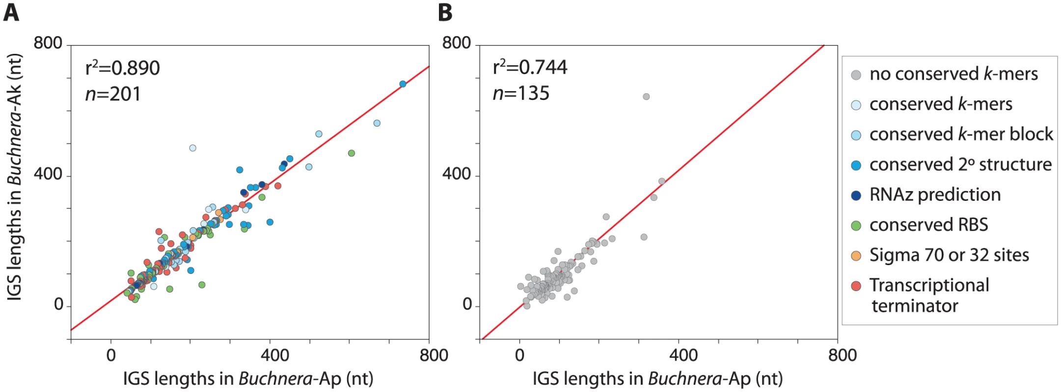 Lengths of orthologous IGSs in <i>Buchnera</i>-Ap and <i>Buchnera</i>-Ak.
