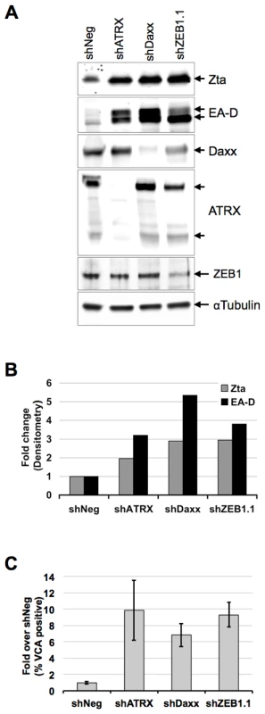 ATRX and Daxx depletion leads to reactivation of latent EBV.