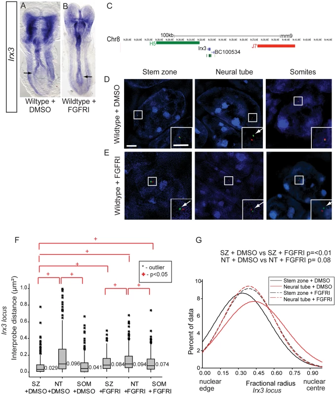FGF signalling regulates chromatin compaction and nuclear position at the locus of a further neural progenitor gene, <i>Irx3</i>.