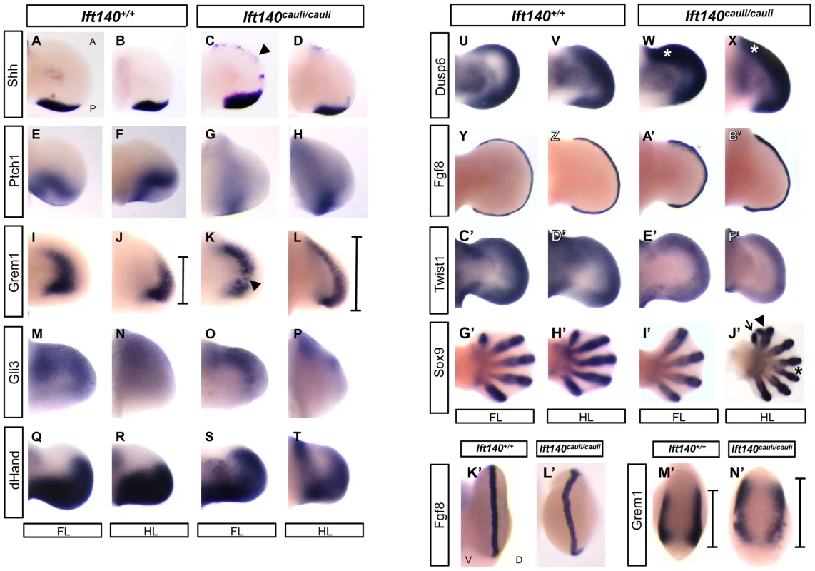Molecular signalling is disturbed in <i>Ift140<sup>cauli/cauli</sup></i> embryos.