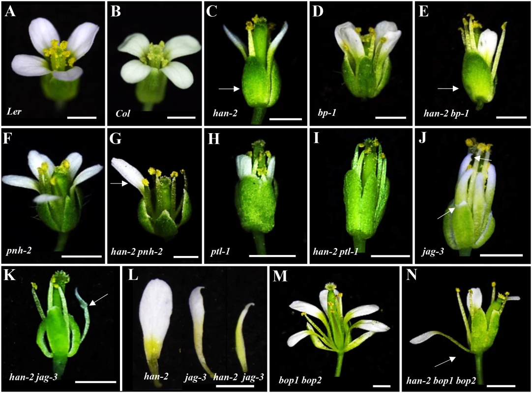 Genetic interactions of <i>HAN</i> with meristem and primordia regulators during flower development.