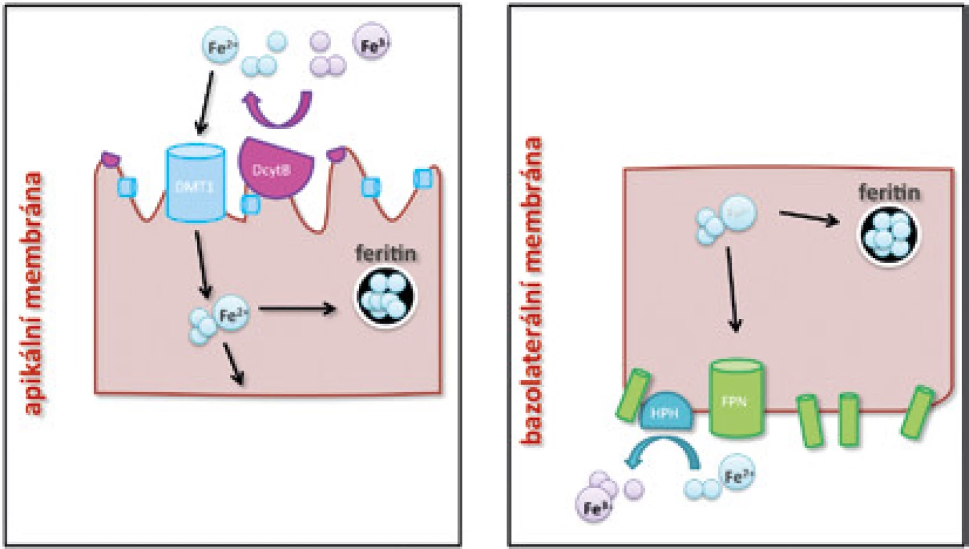 Schéma vstřebávání volného železa na apikální membráně (A) a jeho exportu na bazolaterální membráně (B) enterocytu.
DMT1 – transmembránový transportér železa (divalent metal transporter 1), DcytB – duodenální cytochrom B reduktáza, HPH – hephaestin, FPN – feroportin. Detailní popis v textu.