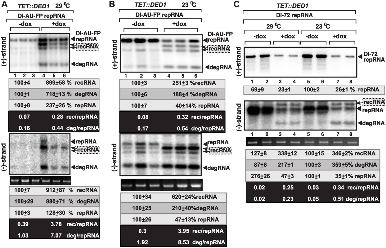 Ded1p depletion leads to increased level of TBSV minus-strand synthesis on recRNAs and degRNAs in yeast.