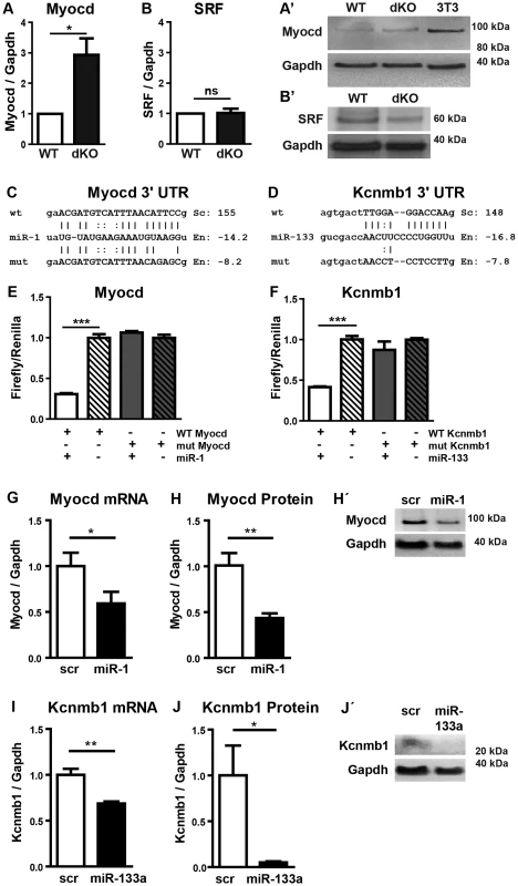 Myocardin is a primary target of miR-1 in the embryonic heart.