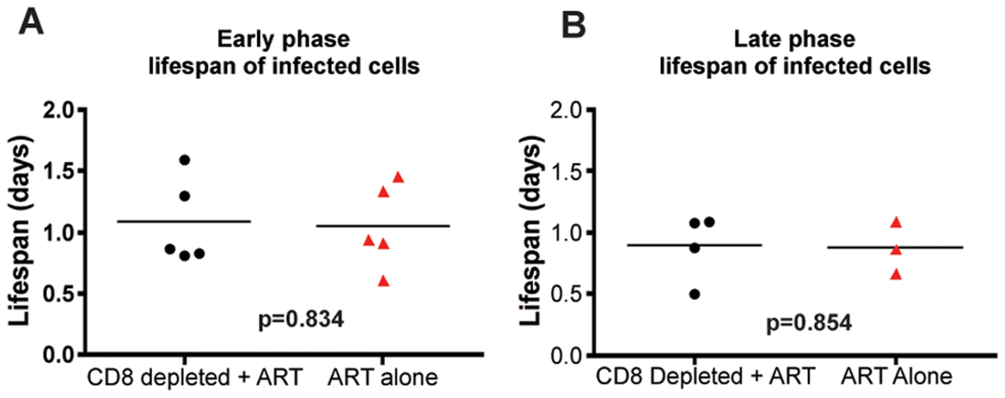CD8+ lymphocyte depletion does not affect the lifespan of infected cells during SIV infection.