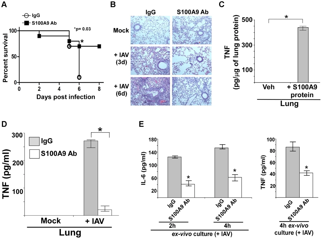 S100A9 contributes to enhanced susceptibility and inflammation during IAV infection and S100A9 regulates pro-inflammatory response in the respiratory tract of IAV infected mice.