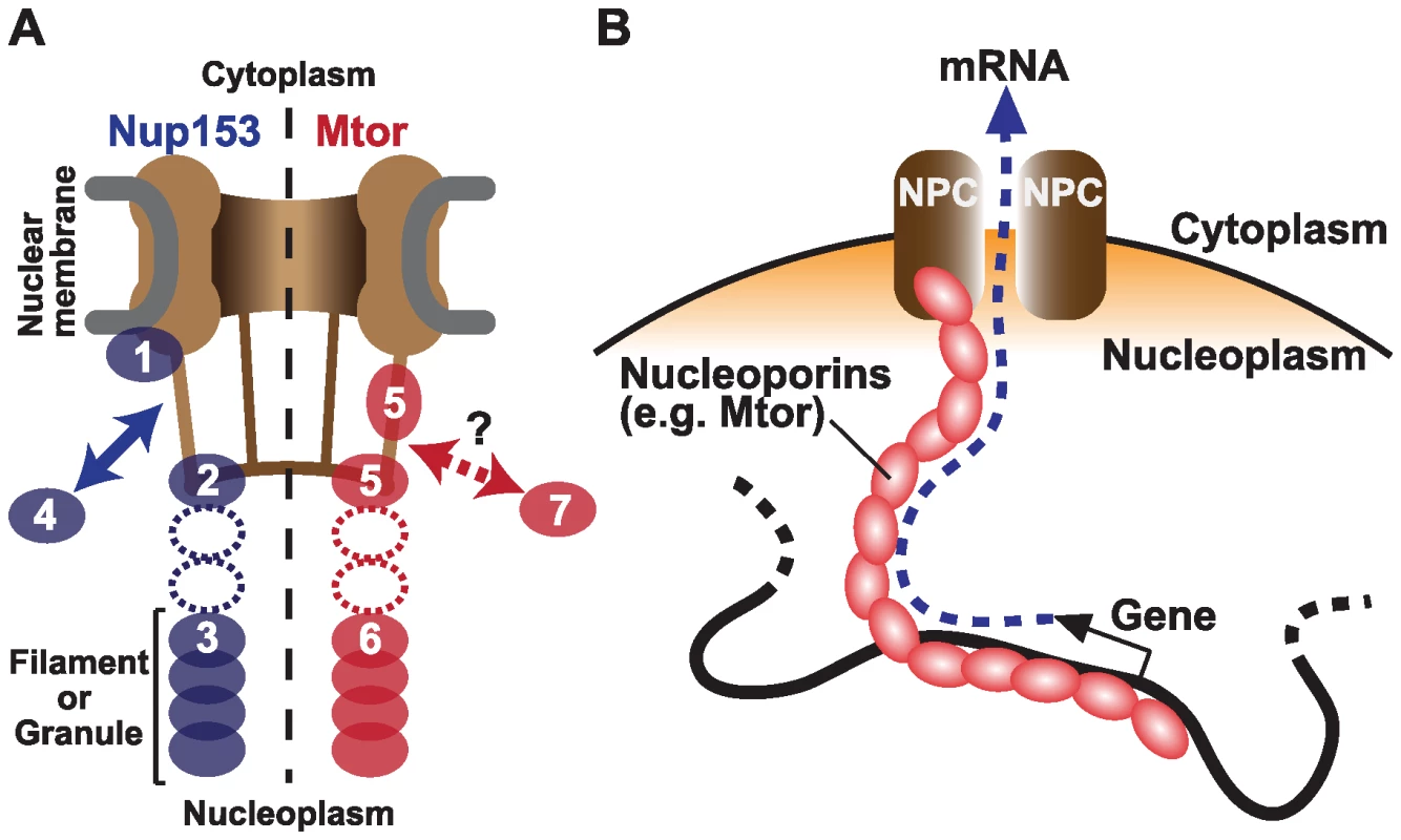 Nucleoporins Nup153 and Mtor are located at both NPCs and the nuclear interior, and associate with active transcription.