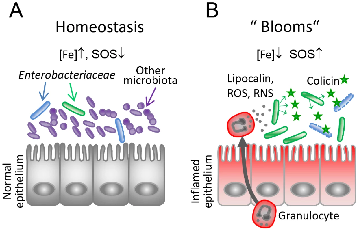 Model for the role of colicins for bacterial competition in inflammation-induced blooms.