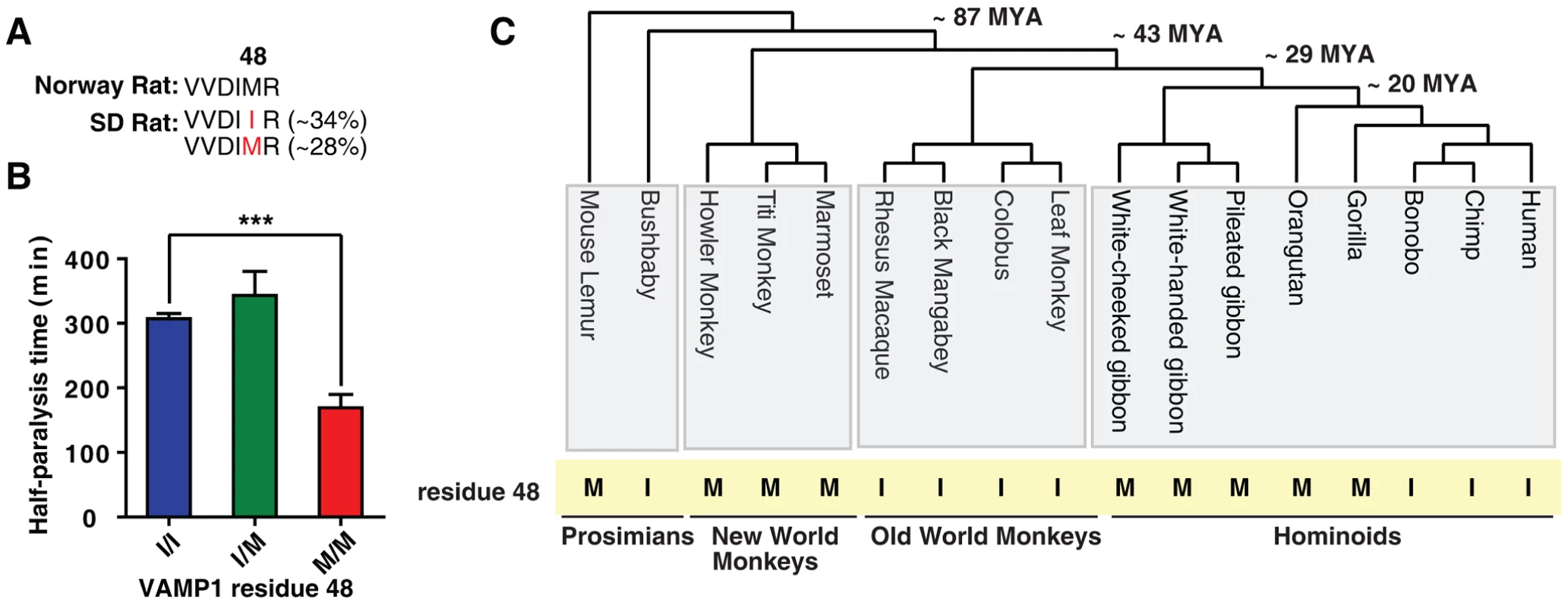 M/I48 residue changes exist across a broad range of primate species and determine the species sensitivity to BoNT/D.