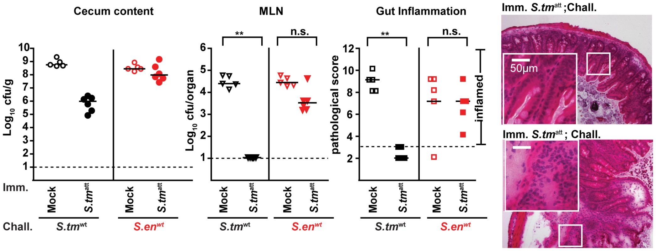 O-antigen specific protection from enteropathogenesis of <i>S. tm</i><sup>att</sup>-immunized L-mice.