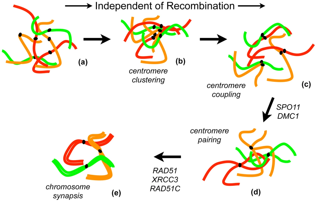 Roles of recombination in chromosome pairing and synapsis during meiotic prophase I in Arabidopsis.