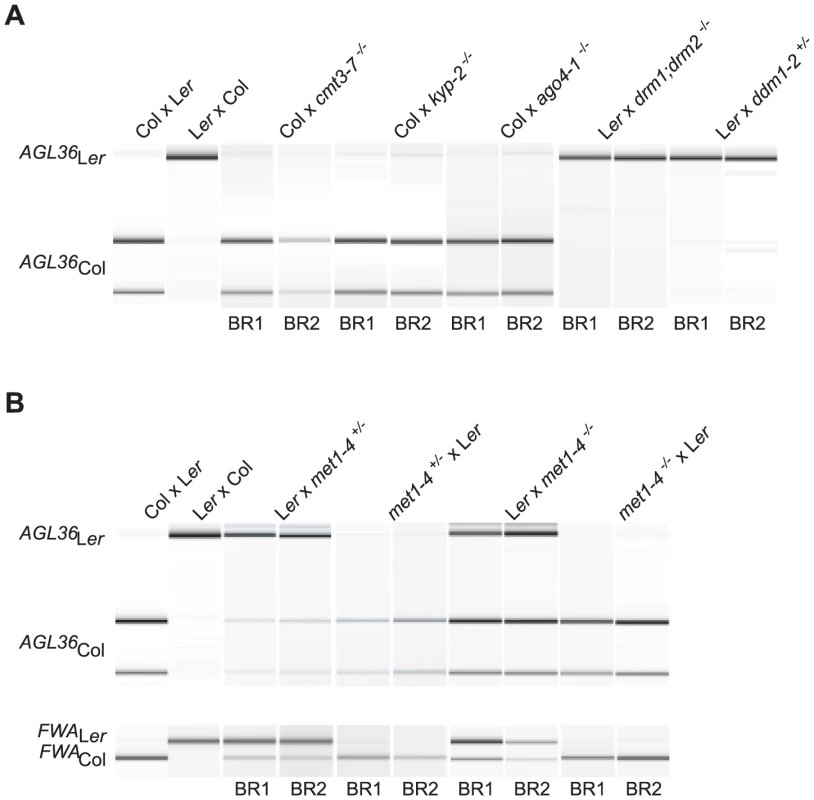 The effect of DNA methylation on parental <i>AGL36</i> expression.