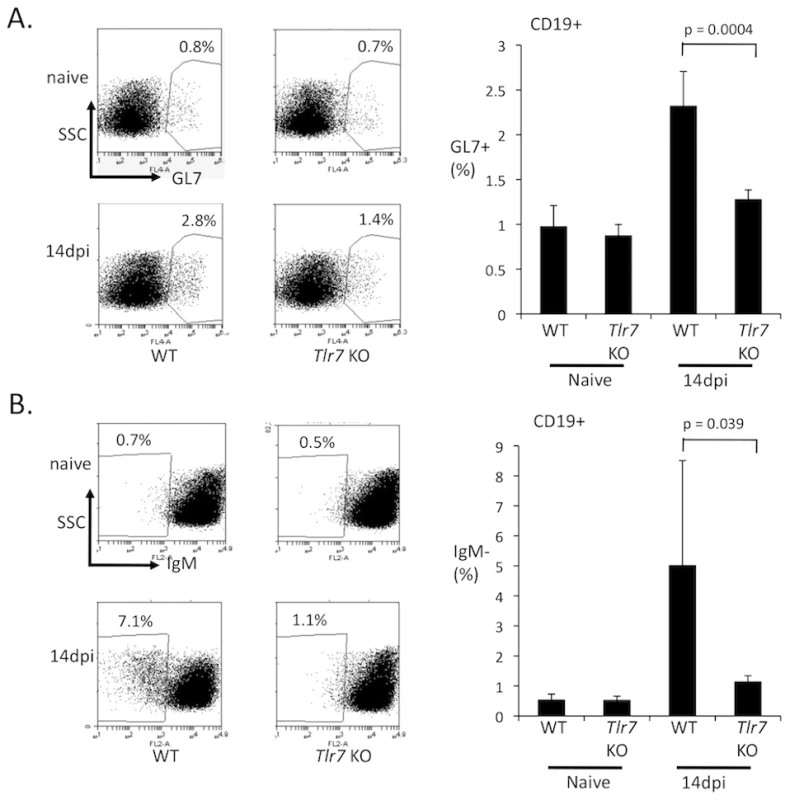 TLR7 is required for the development of germinal center B cells during FV infection.