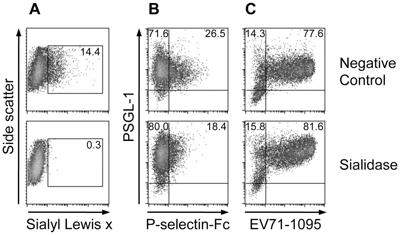 Effect of sialidase treatment on PSGL-1 binding to EV71-1095.