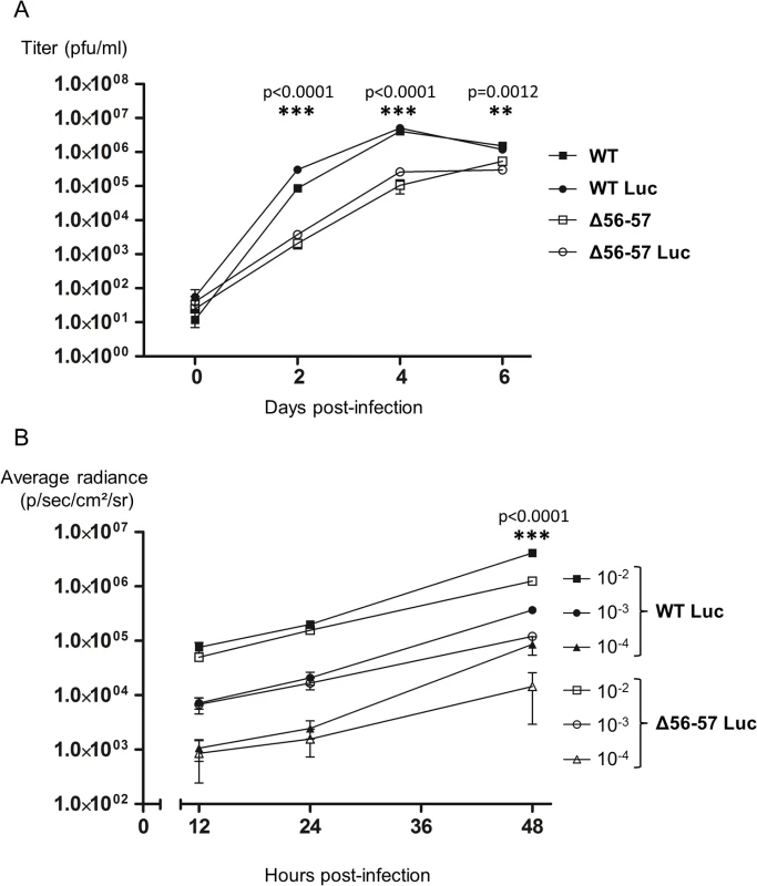 Effect of the double ORF56-57 deletion on CyHV-3 replication in vitro.
